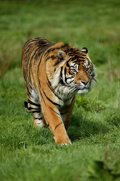 Tigre De Sumatra tigris panthera sumatrae — Fotografia de Stock