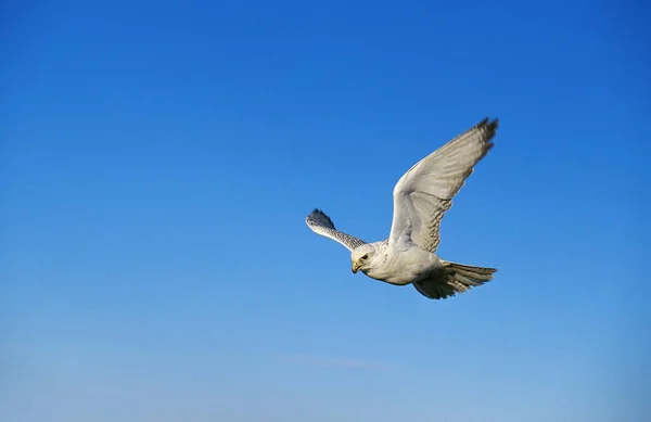 Faucon Gerfaut falco rusticolus — Stockfoto