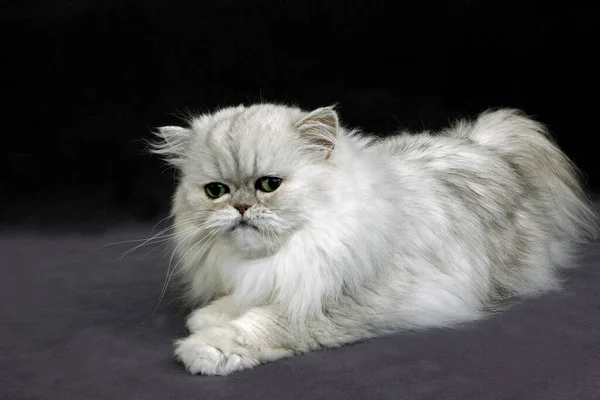 Chat Persan Chinchilla Argent Images Libres De Droit Photos De Chat Persan Chinchilla Argent Depositphotos