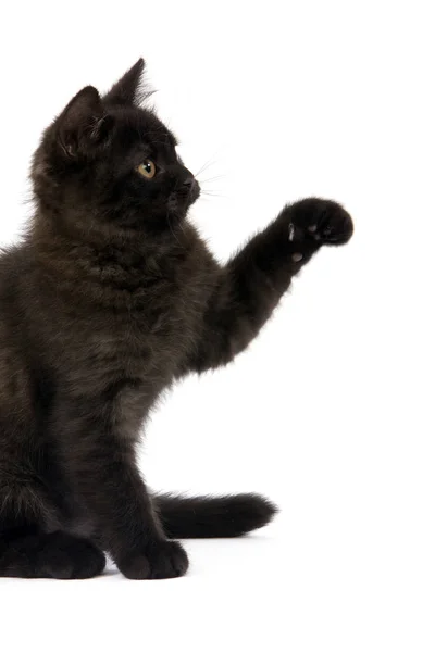 Britânico Shorthair Noir Imagens Royalty-Free