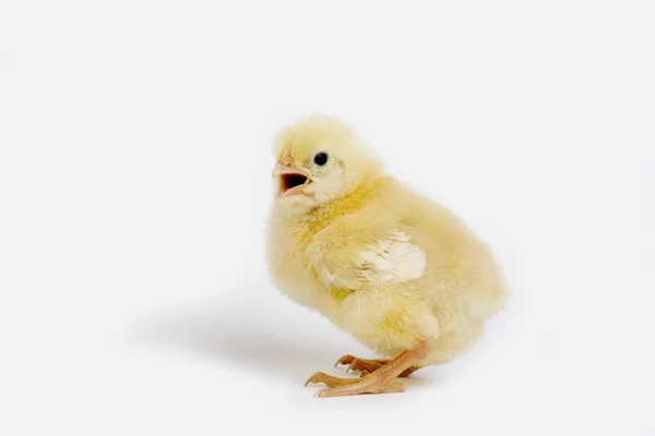 Poussin Pictures Poussin Stock Photos Images Depositphotos
