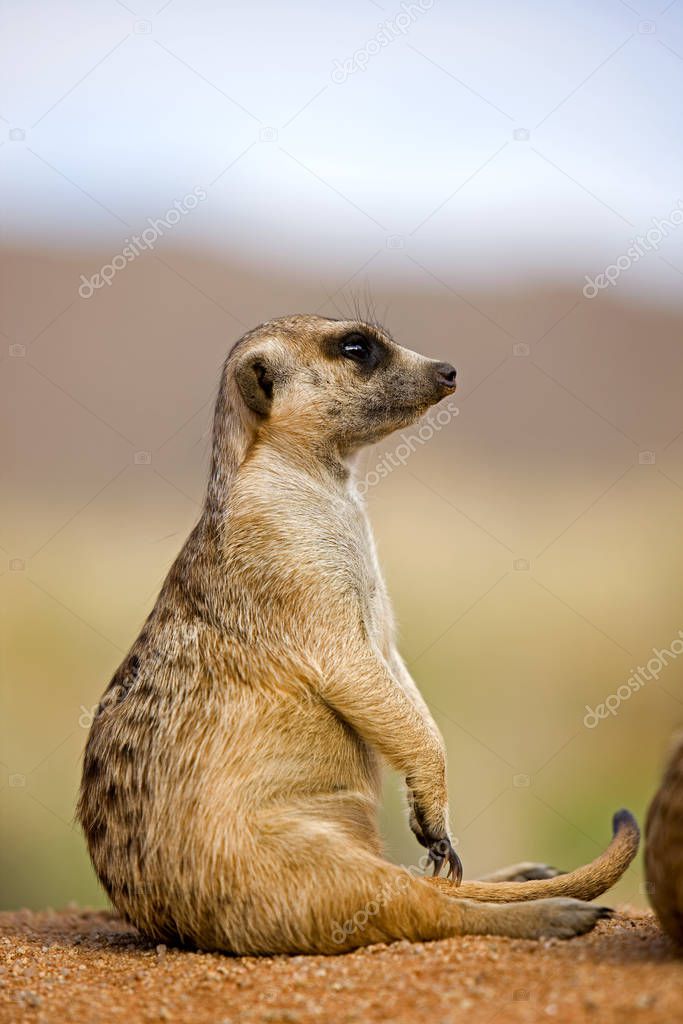 SURICATE suricata suricatta