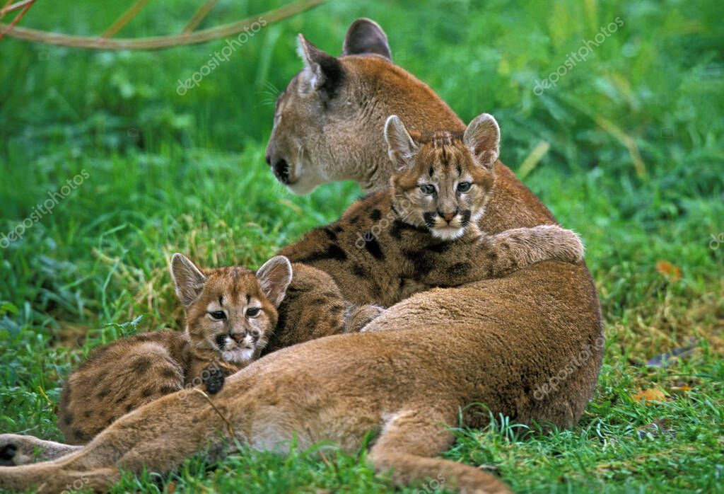 El color de la puma Foto de stock slowmotiongli 335607746