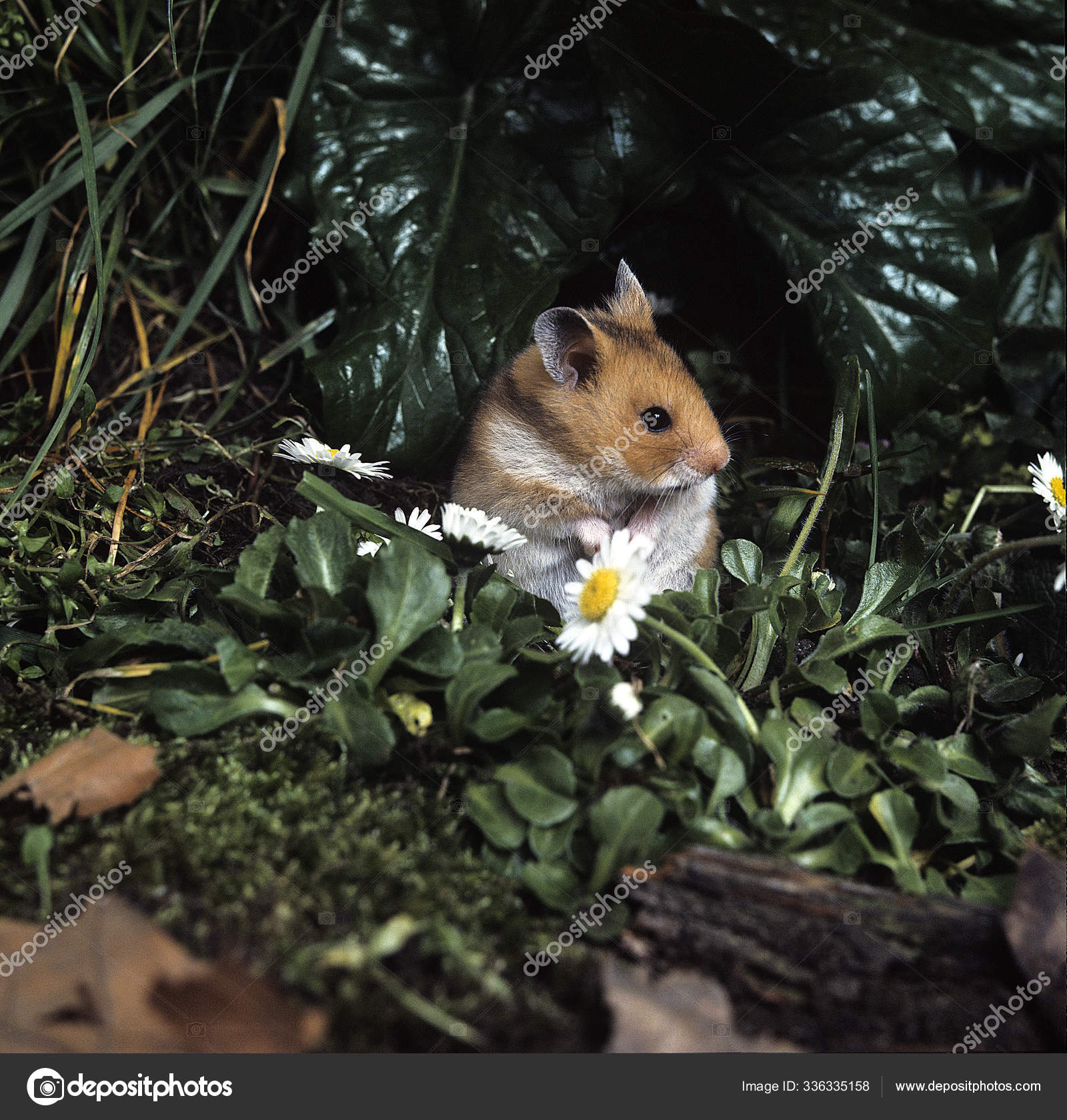 Hamster Dore Mesocricetus Auratus Stock Photo Image By C Slowmotiongli Hamster Dore Mesocricetus Auratus Stock Photo Image By C Slowmotiongli