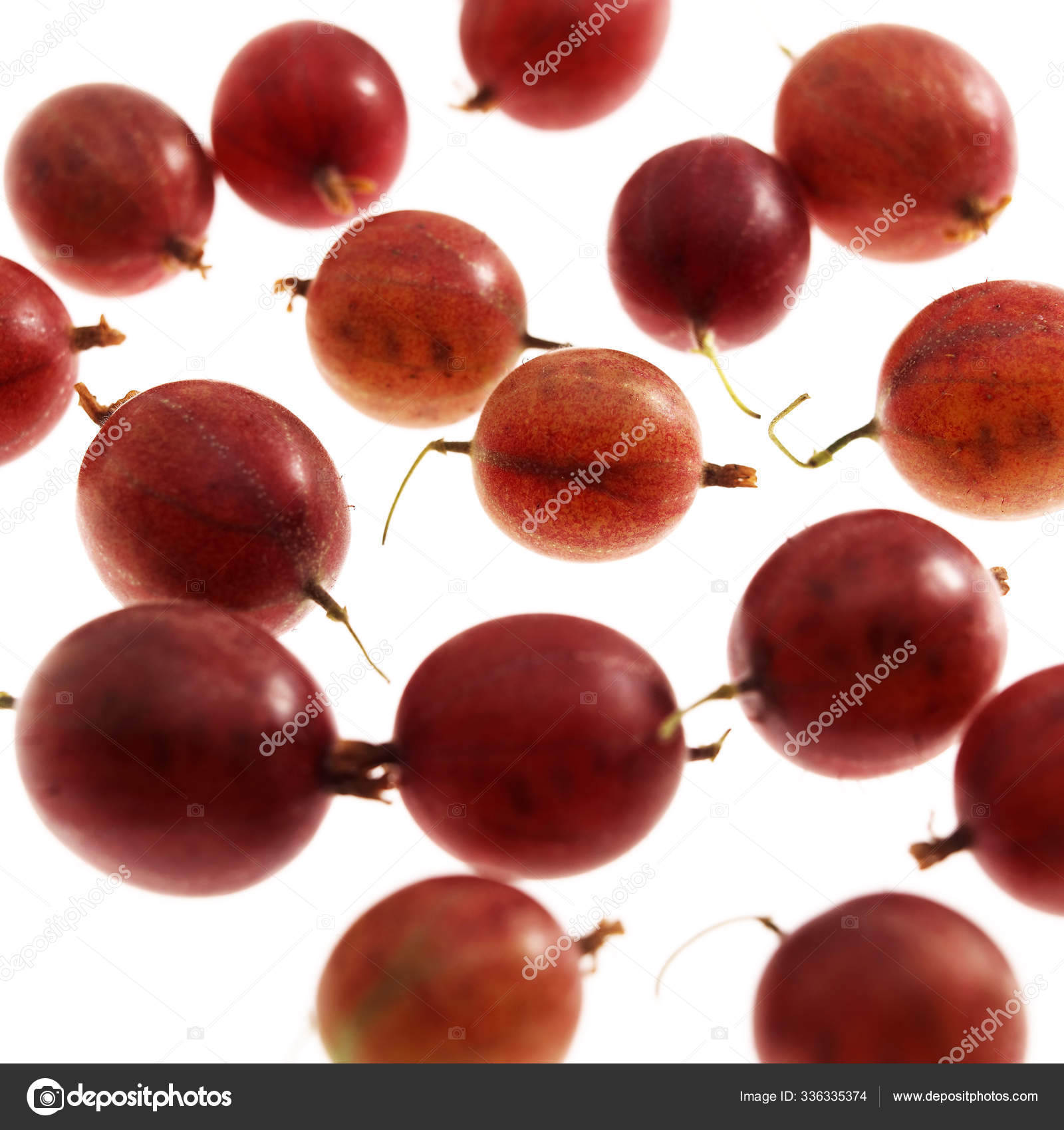 Groseille A Maquereau Stock Photo Image By C Slowmotiongli Groseille A Maquereau Stock Photo Image By C Slowmotiongli