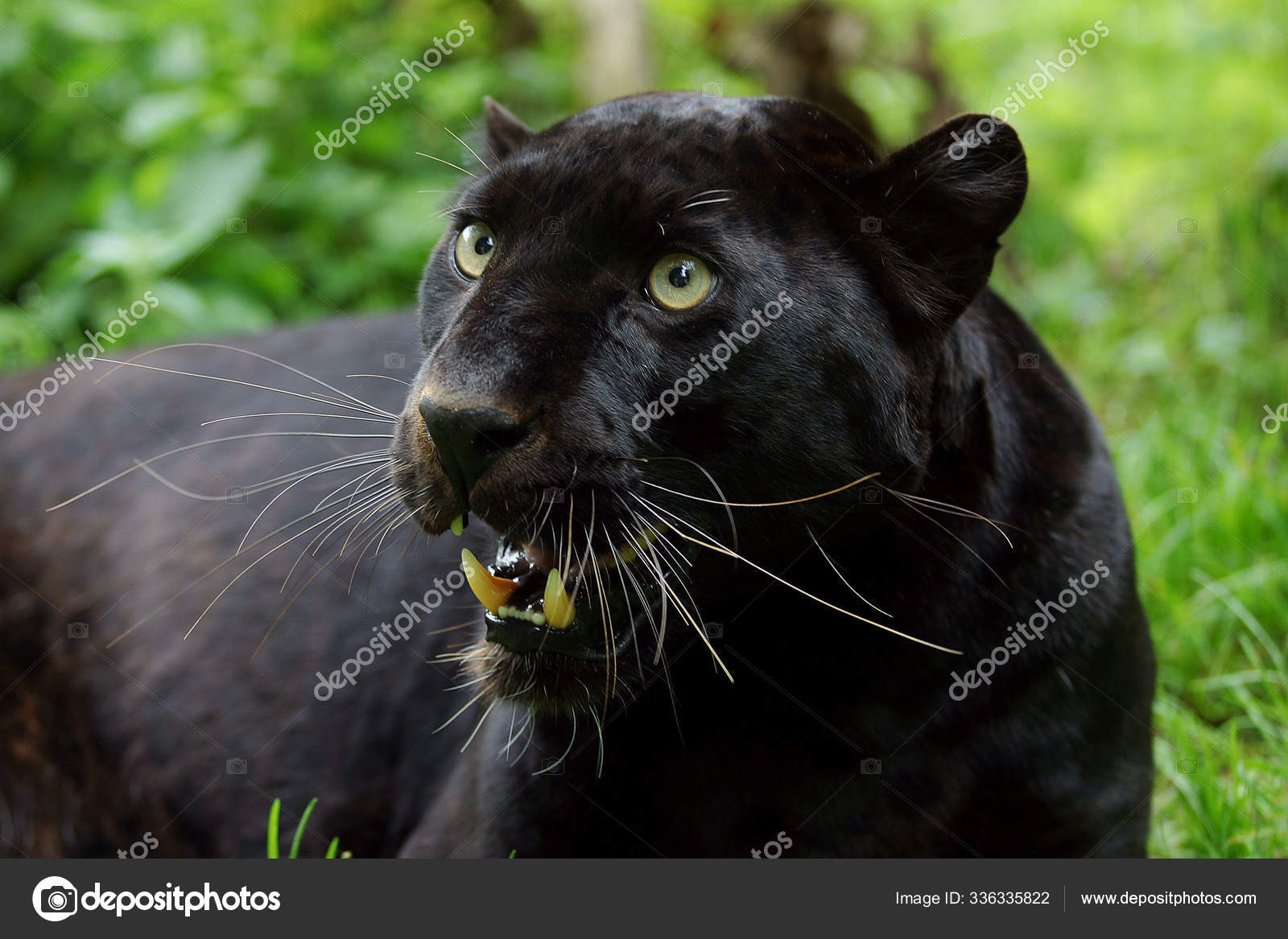 Panthere Noire Panthera Pardus Stock Photo Image By C Slowmotiongli