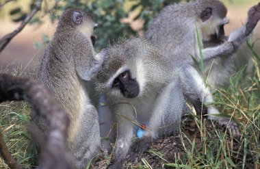 Grivet cercopithecus aethiops