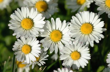 Paquerette bellis perennis