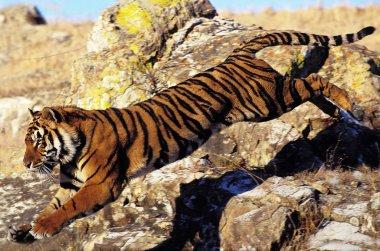 Tigre Du Bengale panthera tigris tigris