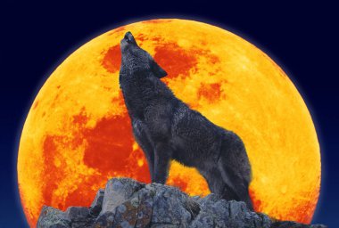Loup D 'Europe köpek lupus