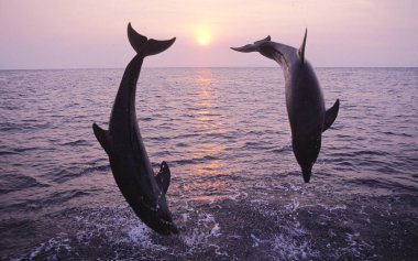 Büyük Veliaht Tursiops Truncatus