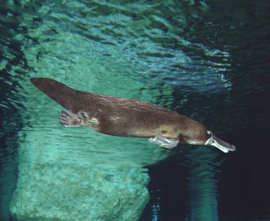 Ornithorynque ornithorhynchus anatinus