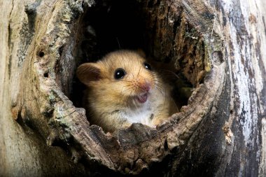 Muscardin muscardinus avellanarius