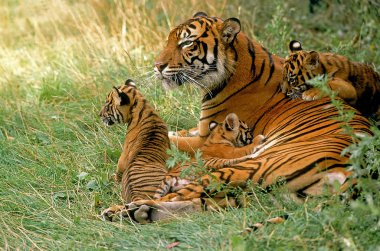 Tigre De Sumatra panthera tigris sumatrae