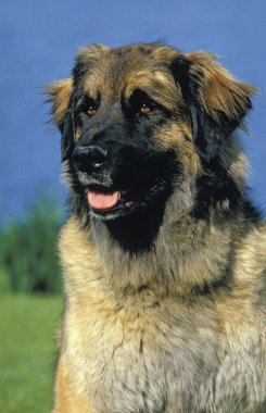 LEONBERG