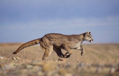 Puma puma concolor