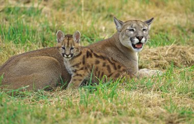 Puma puma concolor