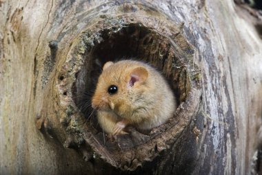 Muscardin muscardinus avellanarius