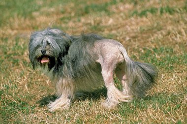 Petit chien aslan