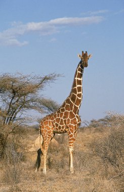 Girafe Reticulee zürafa camelopardalis reticulata