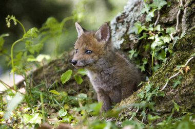 Renard Roux vulpes vulpes