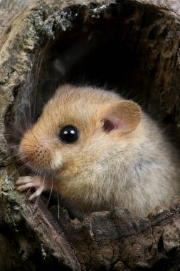 Muscardin muscardinus avellanarius