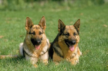 Berger allemand