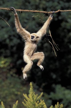 Gibbon A Mains Blanches iki lobici.