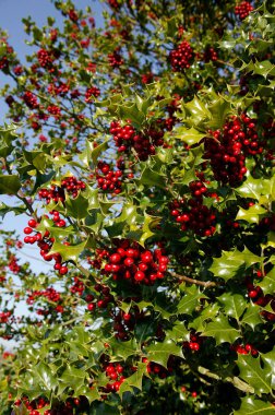 Houx Commun ilex aquifolium