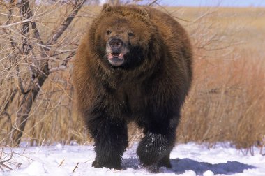 Bizimki Kodiak ursus arctos middendorffi