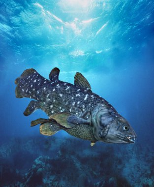 Coelacan the lentimeria chalumnae