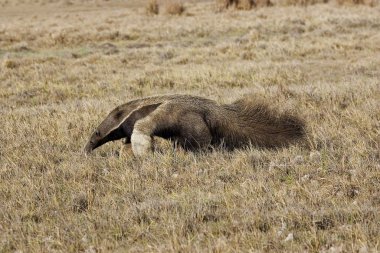 Tamanoir myrmecophaga tridactyla