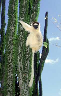 Propitheque de Verreaux propithecus verreauxi