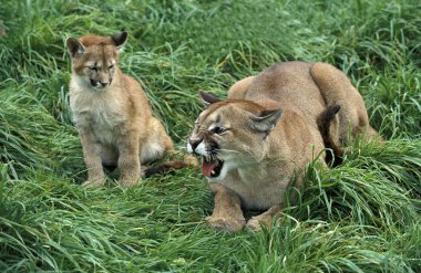 Puma puma concolor