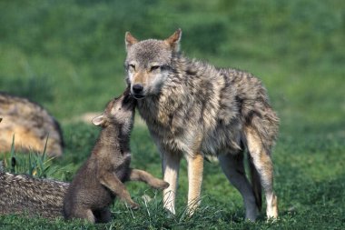 Loup D 'Europe köpek lupus