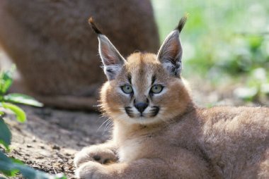 Caracal Caracal Karakter