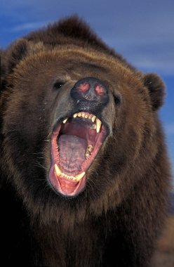 Bizimki Kodiak ursus arctos middendorffi
