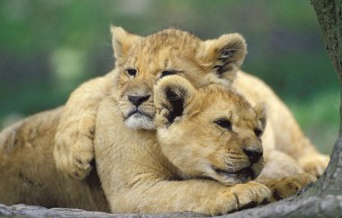 Aslan D 'Afrique panthera leo