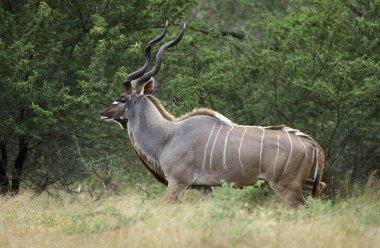 Grand Koudou tragelaphus strepsiceros