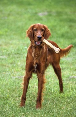 Yerleştirici Irlandais