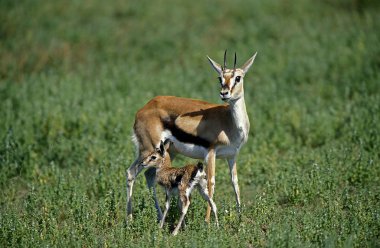 Gazelle De Thomson gazella thomsoni