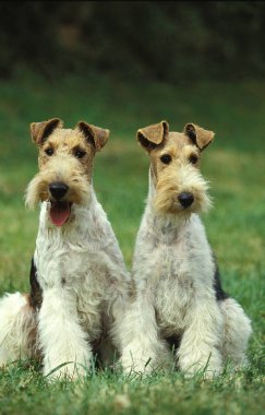 Fox Terrier A Poil Dur