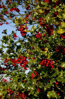 Houx Commun ilex aquifolium