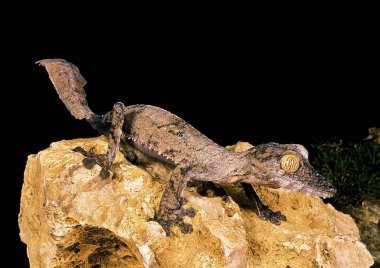 Gecko A Kuyruk Plakası uroplatus fimbriatus