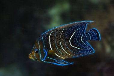 Bizimki Brun ursus arctos