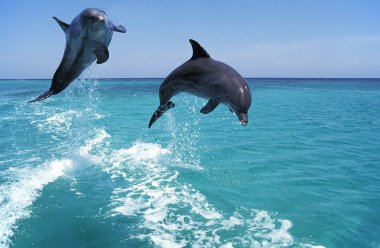 Büyük Veliaht Tursiops Truncatus