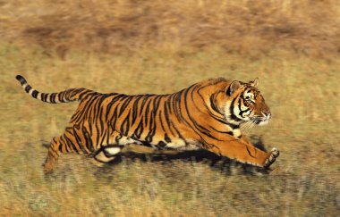 Tigre Du Bengale panthera tigris tigris