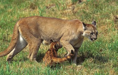 Puma puma concolor