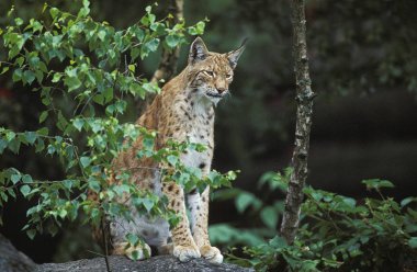 Luchs Boreal felis vaşak