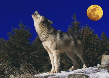 Loup D 'Europe köpek lupus